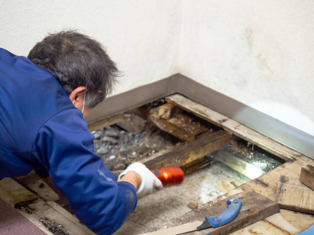 Best Basement Mold Remediation in Herington, KS