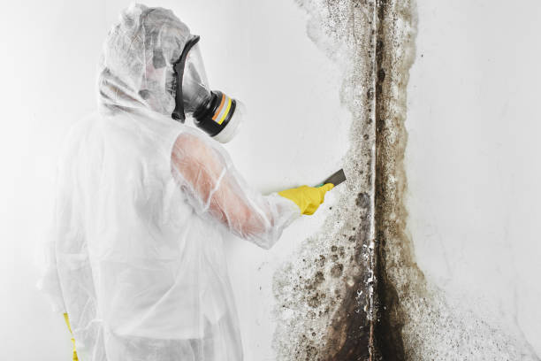 Best Emergency Mold Remediation in Herington, KS