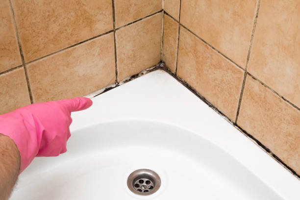 Best Insurance-Related Mold Remediation in Herington, KS